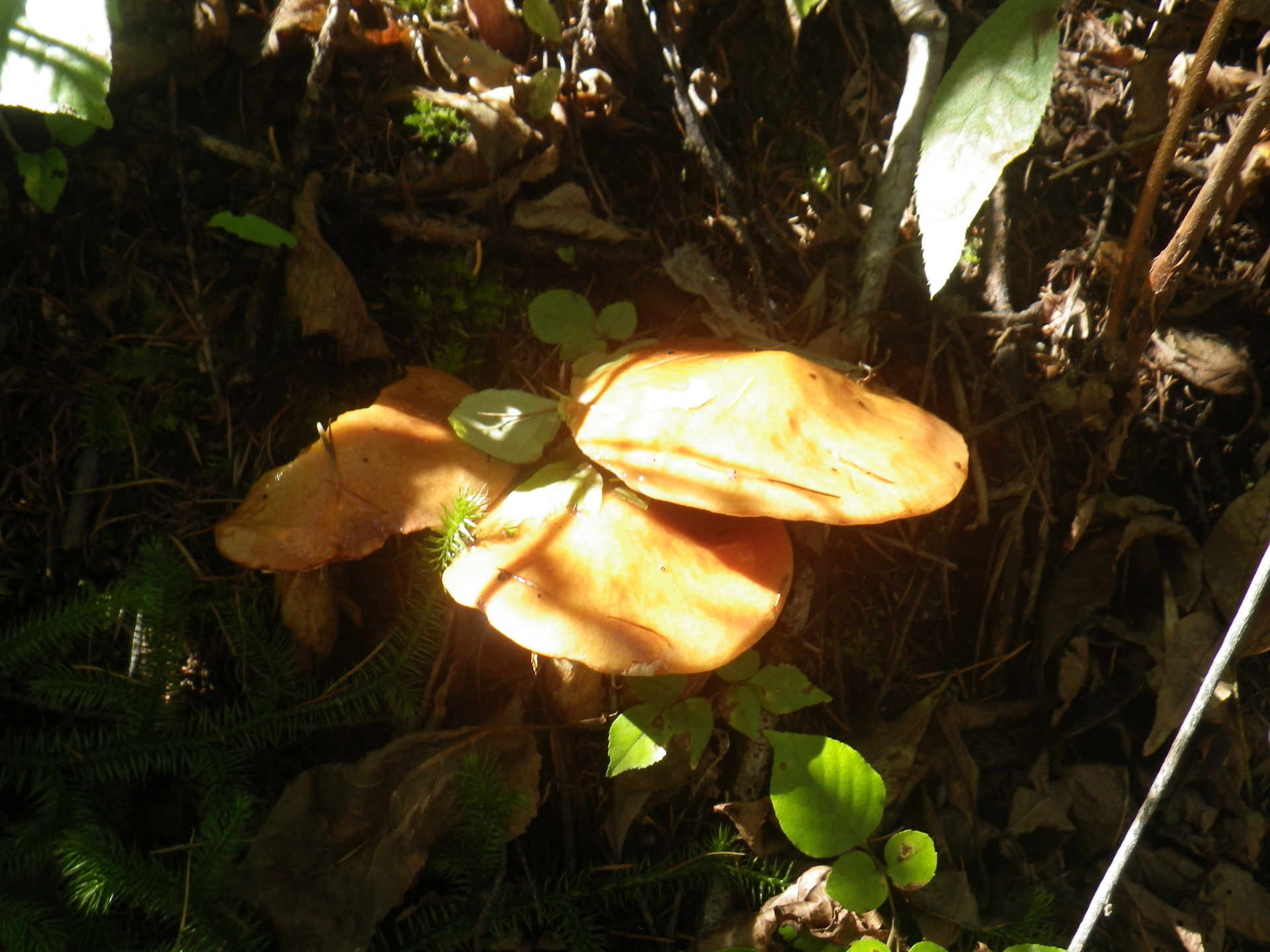 キノコ狩り ハナイグチ 10月2日 白馬乗鞍観光協会 新着情報